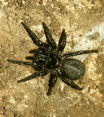 Самый опасный паук Пензенской области проник в дом сельчан