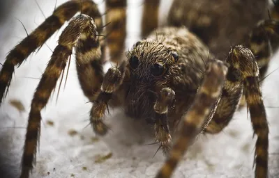 Под Одессой обнаружили самого ядовитого в мире паука. Фото | Одесса |  OBOZ.UA