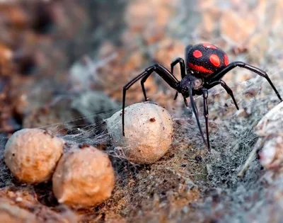 Под Киевом дачника укусил один из опаснейших в мире пауков - Телеграф