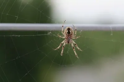 На нашествие ядовитых пауков жалуются жители ВКО