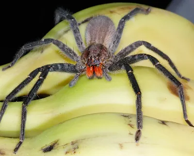 Одного из самых ядовитых пауков Европы нашли в Башкирии 7 августа 2019 года  - 7 августа 2019 - ufa1.ru