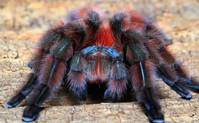 Топ-15: Самые опасные пауки в мире