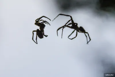 Самые опасные пауки в мире - YouTube
