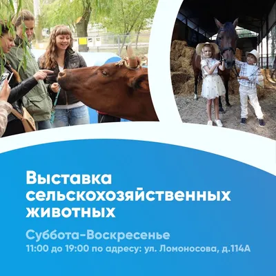 Более 51% всего поголовья сельскохозяйственных животных застрахованы в  Московской области