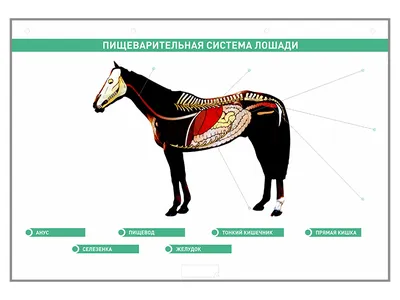 Сельскохозяйственных Животных, Коров, Лошадей, Свиней, Курица, Рыба, Коза,  Овца Фотография, картинки, изображения и сток-фотография без роялти. Image  15274832