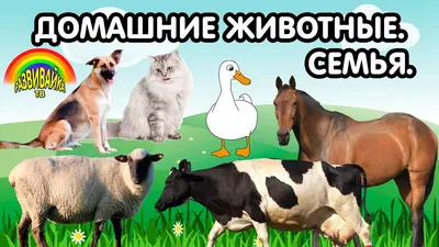 10 верных животных, которые создают крепкие семьи