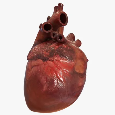 Файл STL Сердце человека 🩻・Шаблон для загрузки и 3D-печати・Cults