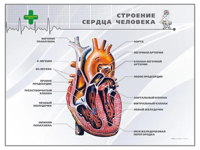 схема анатомии сердца человека. векторная иллюстрация Иллюстрация вектора -  иллюстрации насчитывающей циркуляторно, орган: 227520425