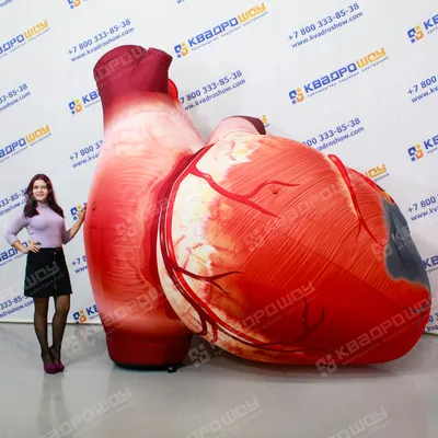 Tenor Heart Анатомия человека, сердце, сердце, анатомия, тело человека png  | Klipartz