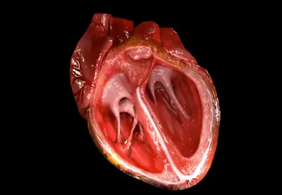 Сердце - главный орган в теле человека - alphamed.by