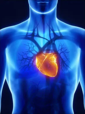 Рисунок Сердца Человека — стоковая векторная графика и другие изображения  на тему Сердце человека - Сердце человека, Анатомия, Иконка - iStock