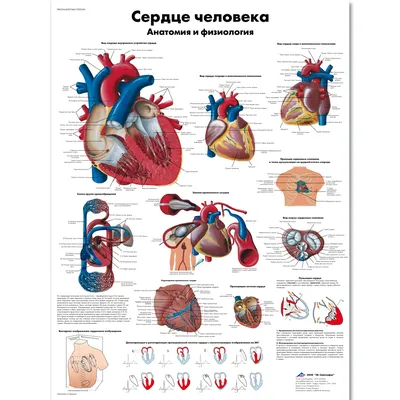 Сравнительная анатомия сердца человека и экспериментальных животных |  Лабораторные животные для научных исследований