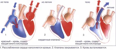 Анатомическая модель Сердца человека, 135мм. - купить с доставкой по  выгодным ценам в интернет-магазине OZON (834871417)