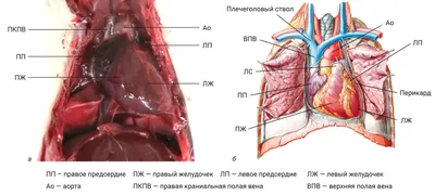 Анатомия сердца человека. Просто и доступно