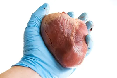 Сердце Человека Анатомия - YouTube