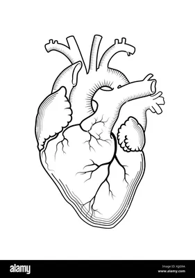 Модель Сердца Человека Для Обучения Образованию Изолирована На Белом Фоне  3d Render Здоровой Анатомии Сердца Человека Внутренней Структуры М —  стоковые фотографии и другие картинки Сердце - iStock