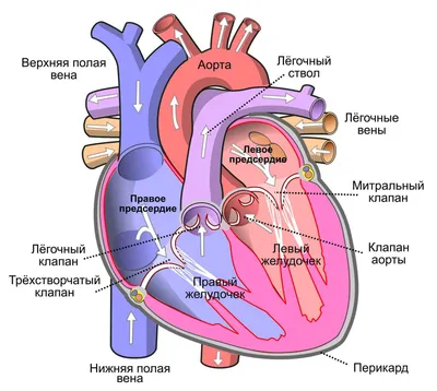 Анатомия Сердца Системы Кровообращения Человека стоковое фото ©magicmine  506180522
