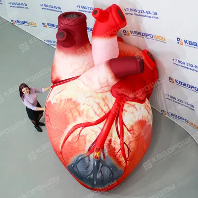 Сердце человека и кардиограмма на белом фоне. Generative AI. Illustration  Stock | Adobe Stock