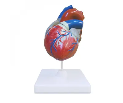 Модель \"Сердце человека\" (большое) • Купить Модель \"Сердце человека\"  (большое) с доставкой по Украине • Описание, фото, отзывы, цены