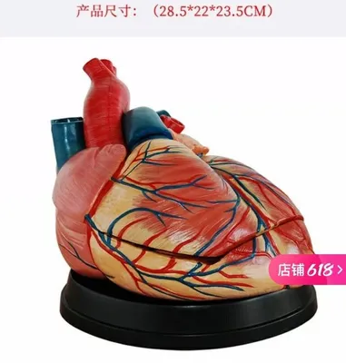 Сердце в руке доктора изолирован на белом :: Стоковая фотография ::  Pixel-Shot Studio