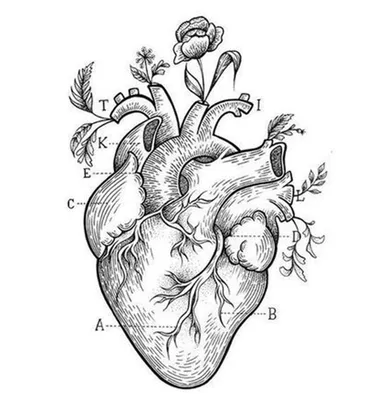 Черно-белое сердце, жирная линия с, любовь, белый, сердце png | PNGWing