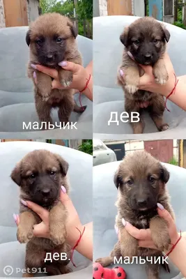 Маленьких щенят (62 фото) - картинки sobakovod.club