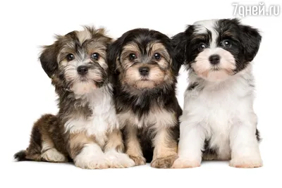 Милые щенки - милые щенки фото, маленькие милые щенки – ФотоКто