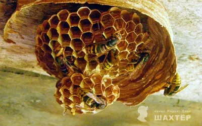 Азиатский шершень создал угрозу для европейских пчел | ИА Красная Весна