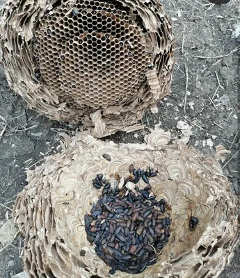 Гнездо шершней в лесу - 72 фото