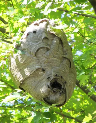 В Тамбовском районе обнаружено гнездо шершней невероятных размеров (фото) ▸  Amur.Life