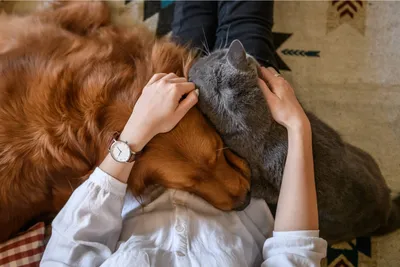 https://www.smart-home-fox.ru/best-robot-vacuums-pet-hair