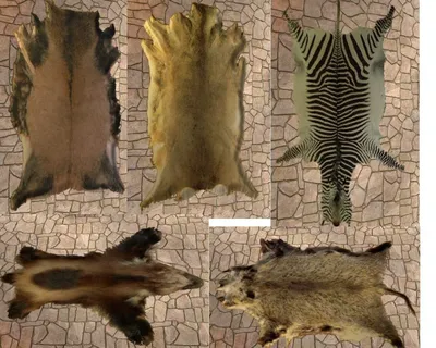 Текстуры шкуры животных | Animal skin textures » Векторные клипарты,  текстурные фоны, бекграунды, AI, EPS, SVG