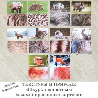 Картинки шкуры животных фотографии