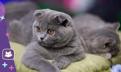 Скоттиш-фолды: описание шотландской вислоухой кошки - характеристика породы  scottish fold и особенности ухода