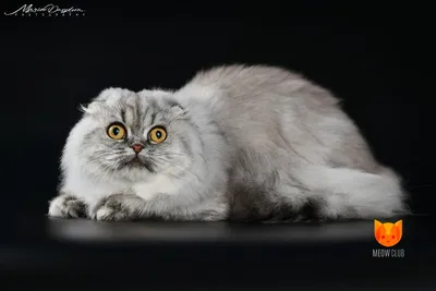 Шотландская вислоухая порода кошек (скоттиш — фролд) - Animal.by