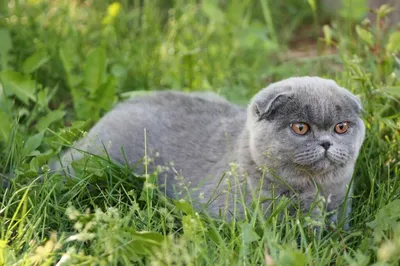 Хайленд фолд - шотландская вислоухая длинношерстная кошка: полное описание  породы