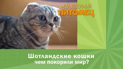 Кто такие шотландские вислоухие