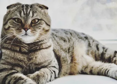 В Бельгии запретили разводить некоторые породы кошек: шотландские вислоухие,  бенгальские и саванны теперь вне закона | Пикабу