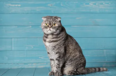Характеристики шотландских вислоухих кошек