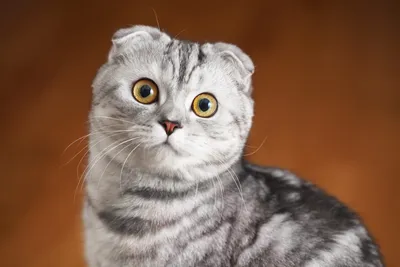 10 фактов о шотландских вислоухих кошках | «iDeaWay» - быть лучше каждый  день! 💡 | Дзен