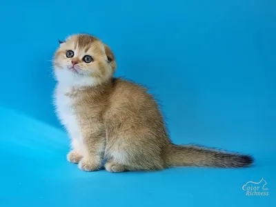 Шотландская вислоухая кошка: описание породы, характер, способности |  Высоцкая Life