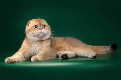 Восхитительный студийный портрет шотландской вислоухой кошки на  изолированном фоне | Премиум Фото