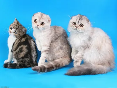 Шотландская вислоухая кошка: фото, характер, описание породы | РБК Life