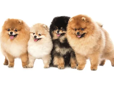 Купить сухой корм для собак Royal Canin Pomeranian Adult, 1,5 кг, цены на  Мегамаркет | Артикул: 600001545325