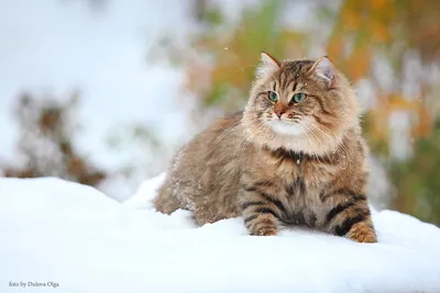 Сибирская кошка – Это Сибирь!