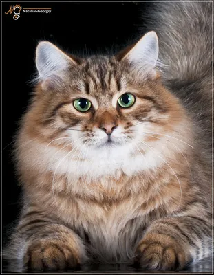 Сибирская кошка, Siberian cat