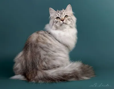 Сибирская кошка. Полное описание породы