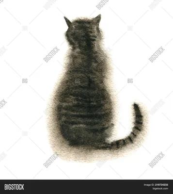 портрет сидящего черно-белого кота, изолированный на белом фоне. Стоковое  Изображение - изображение насчитывающей котенок, портрет: 219085715