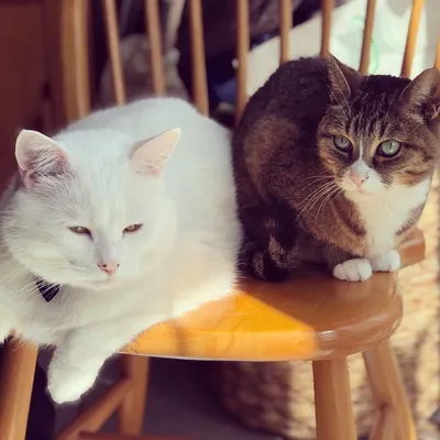 Мультяшные сидящие кошки - 62 фото