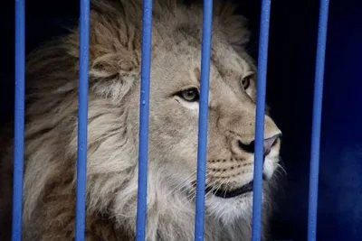 Появилось первое совместное видео льва Симбы и львицы Фионы из Африки